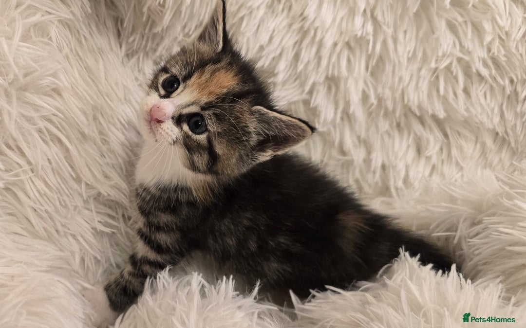 Maine Coon cats for sale: Beautiful Mainecoon princess - Image 4