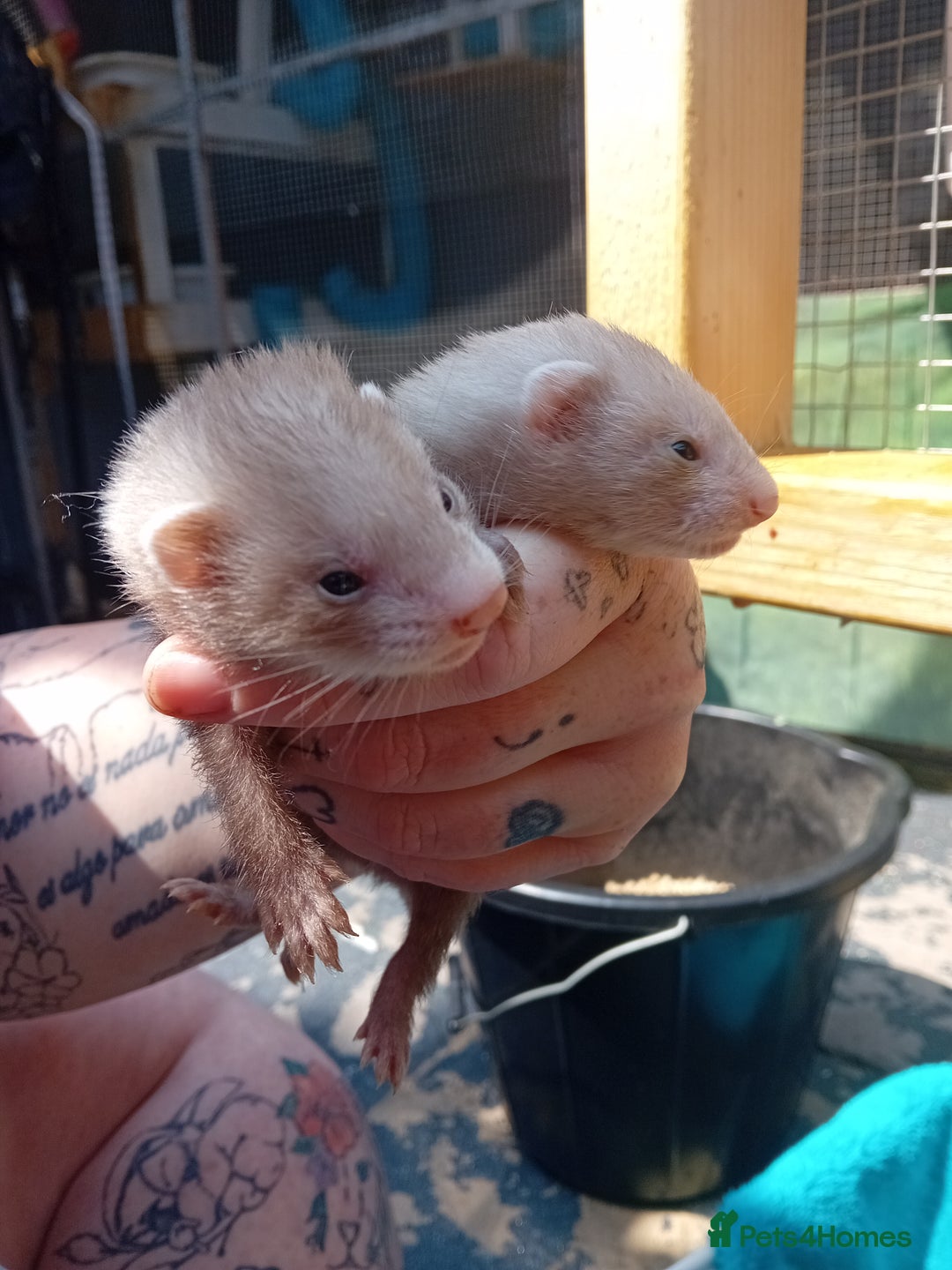 Ferret rodents for sale: 2 jill micros ready to leave  - Image 7