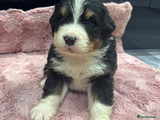 Bernese Mountain Dog dogs BMD Puppies JUST GIRL– Ready Just Before 25/12 - Advert 6