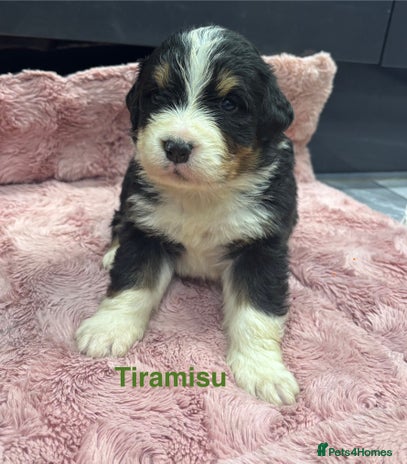 Bernese Mountain Dog dogs BMD Puppies JUST GIRL– Ready Just Before 25/12 - Advert 1