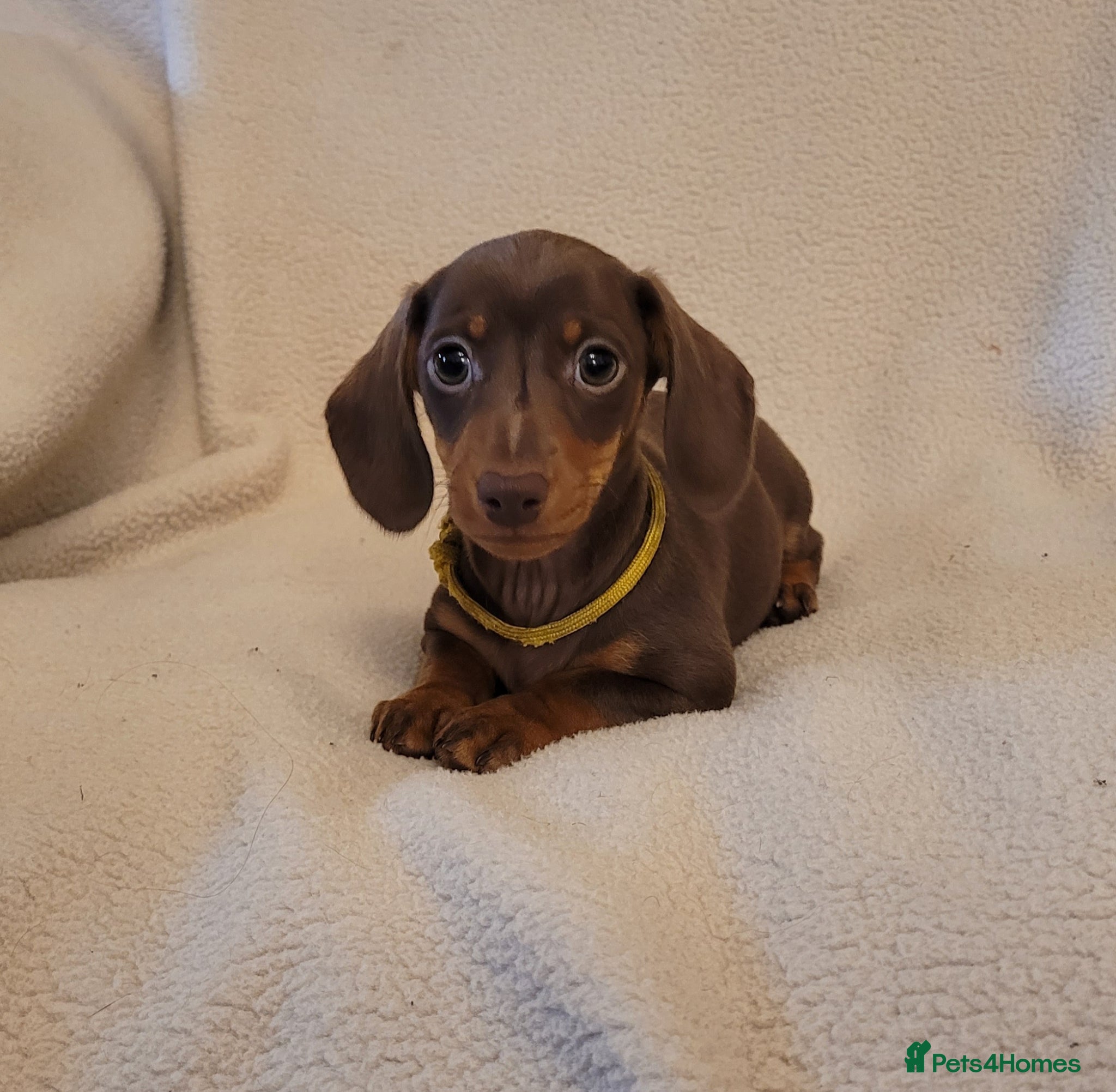 Miniature Dachshund dogs Gorgeous Chocolate and Tan Girls - Advert 1