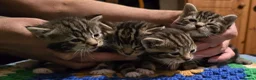 Bengal cats for sale: Beautiful Bengal Kittens For Sale  - Advert 2