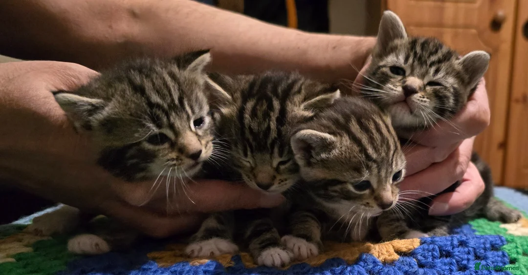 Bengal cats for sale: Beautiful Bengal Kittens For Sale  - Advert 2