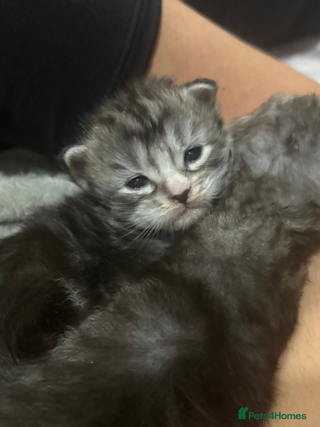 Maine Coon cats for sale: Beautiful Black/silver mackerel  tabby Maine coons - Advert 20