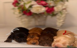 Cocker Spaniel dogs for sale: 🐶🐾beautiful show cocker spaniel puppy’s 🐶🐾 - Image 37