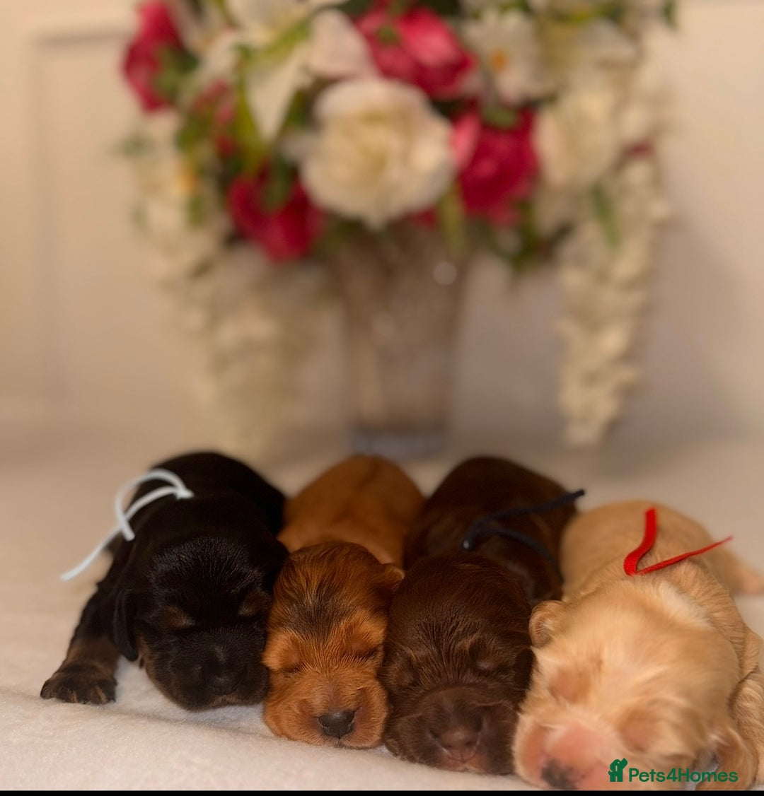 Cocker Spaniel dogs for sale: 🐶🐾beautiful show cocker spaniel puppy’s 🐶🐾 - Image 37