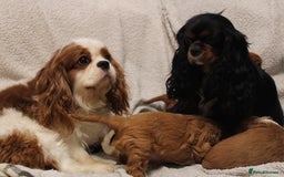 Cavalier King Charles Spaniel dogs for sale: Beautiful Cavalier king charles spaniel puppies - Image 19