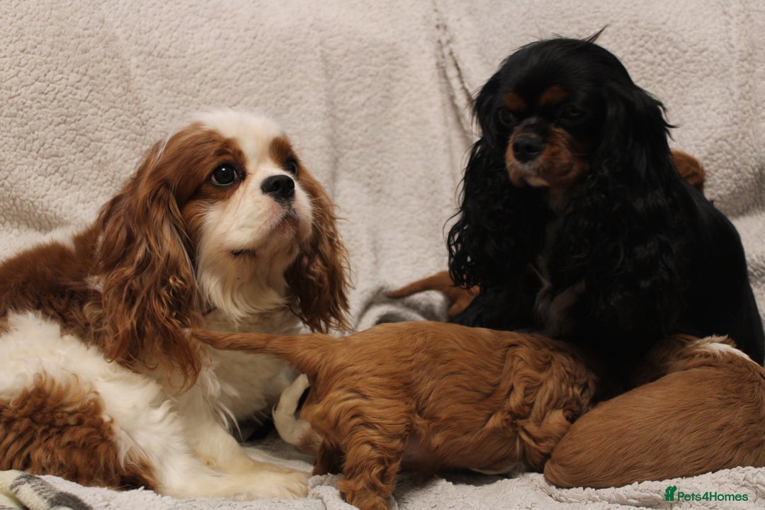 Cavalier King Charles Spaniel dogs for sale: Beautiful Cavalier king charles spaniel puppies - Image 19