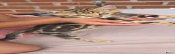 Bengal cats for sale: Bengal Marble kitten male - Advert 10