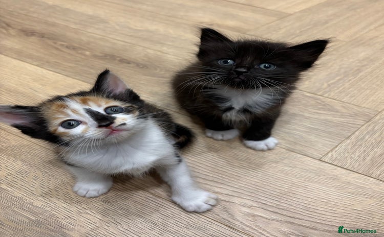 Mixed Breed cats - Advert 12