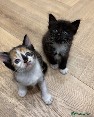 Mixed Breed cats - Advert 12