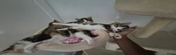 Mixed Breed cats for sale: Kittens available - Advert 10