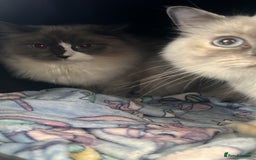 Ragdoll cats for sale: Beautiful ragdoll cat  - Image 2