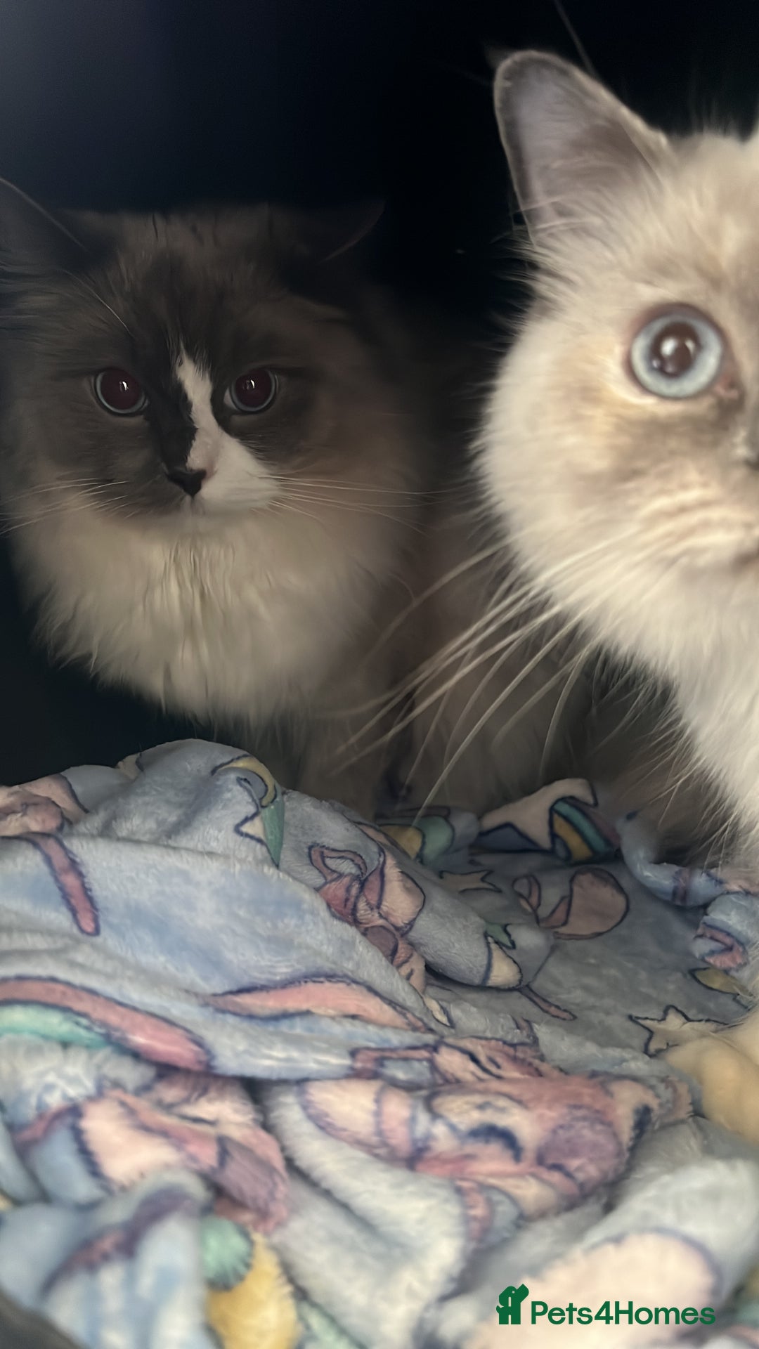 Ragdoll cats for sale: Beautiful ragdoll cat  - Image 2
