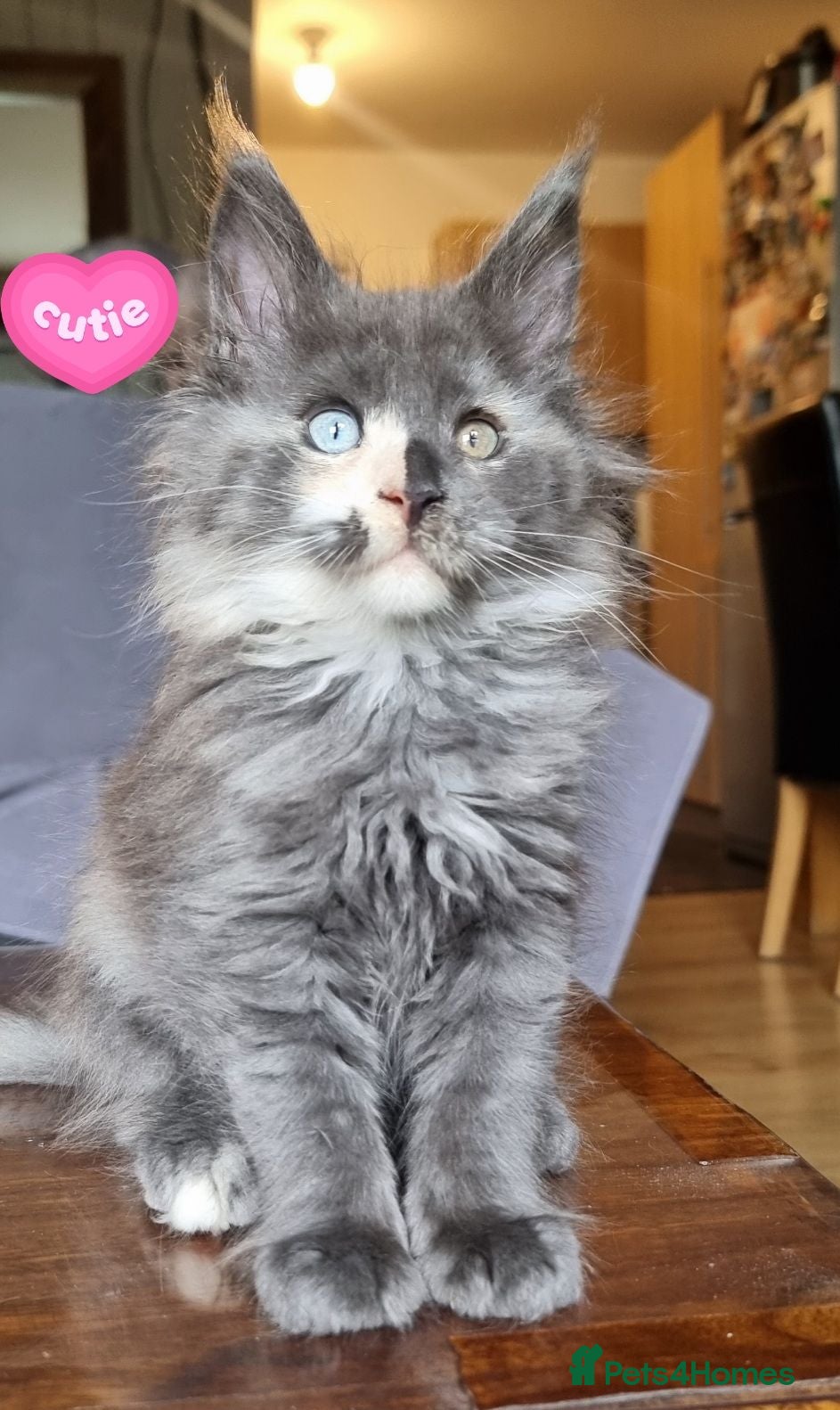 Maine Coon cats READY NOW XXL pedigree kittens  - Advert 2
