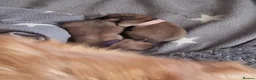 Pomeranian dogs for stud: PROVEN Pomeranian for STUD  - Advert 19