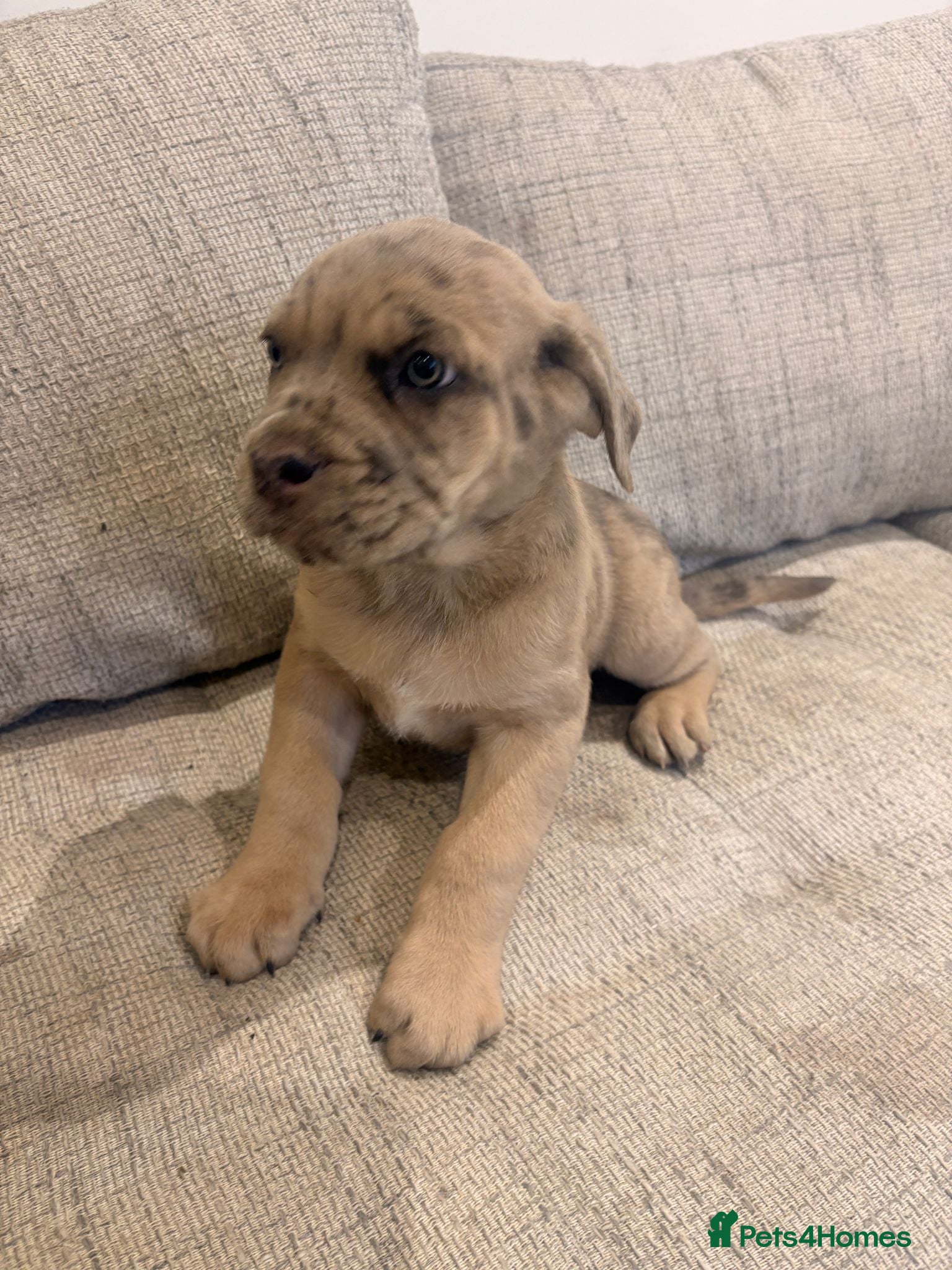 Mixed Breed dogs LAST PUPPY READY TO GO - Advert 15