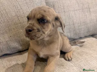 Mixed Breed dogs LAST PUPPY READY TO GO - Advert 15