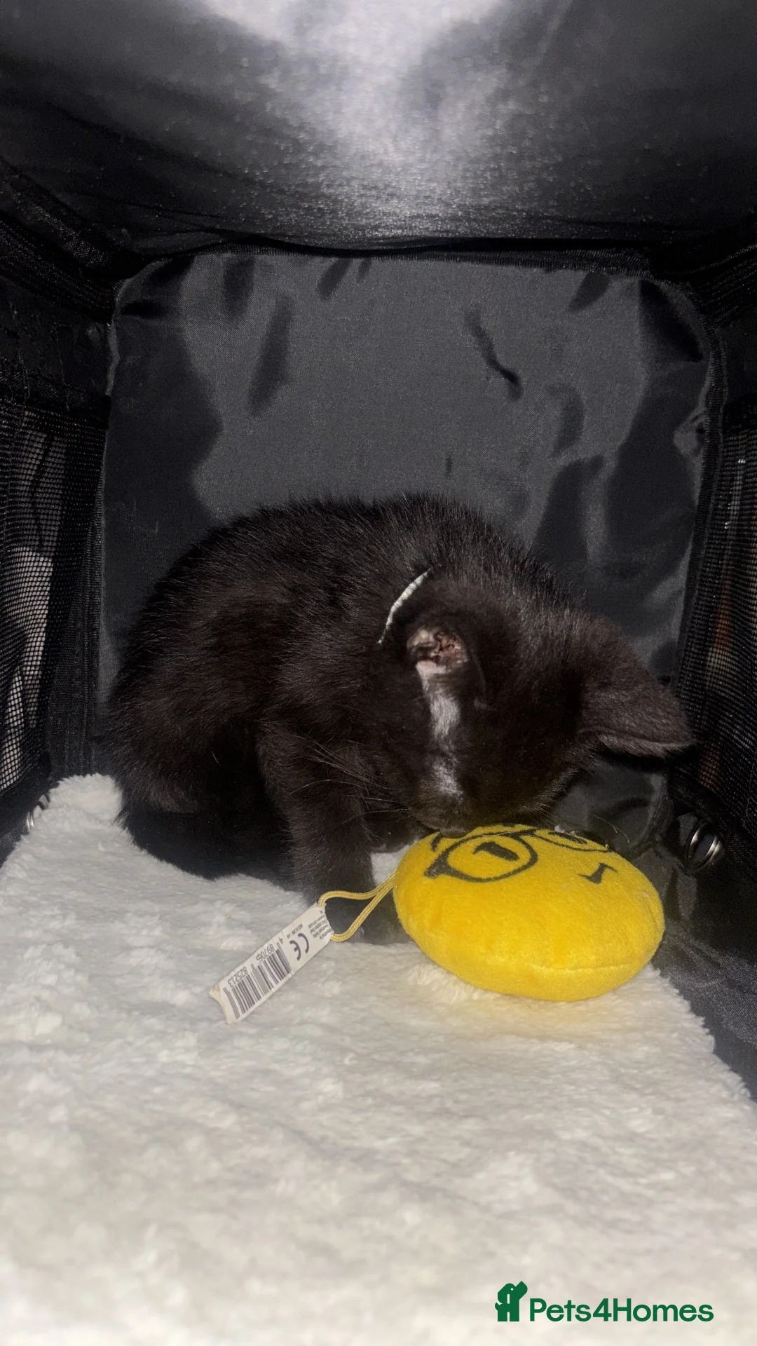 Mixed Breed cats for sale: £50 male kitten for sale  - Advert 10