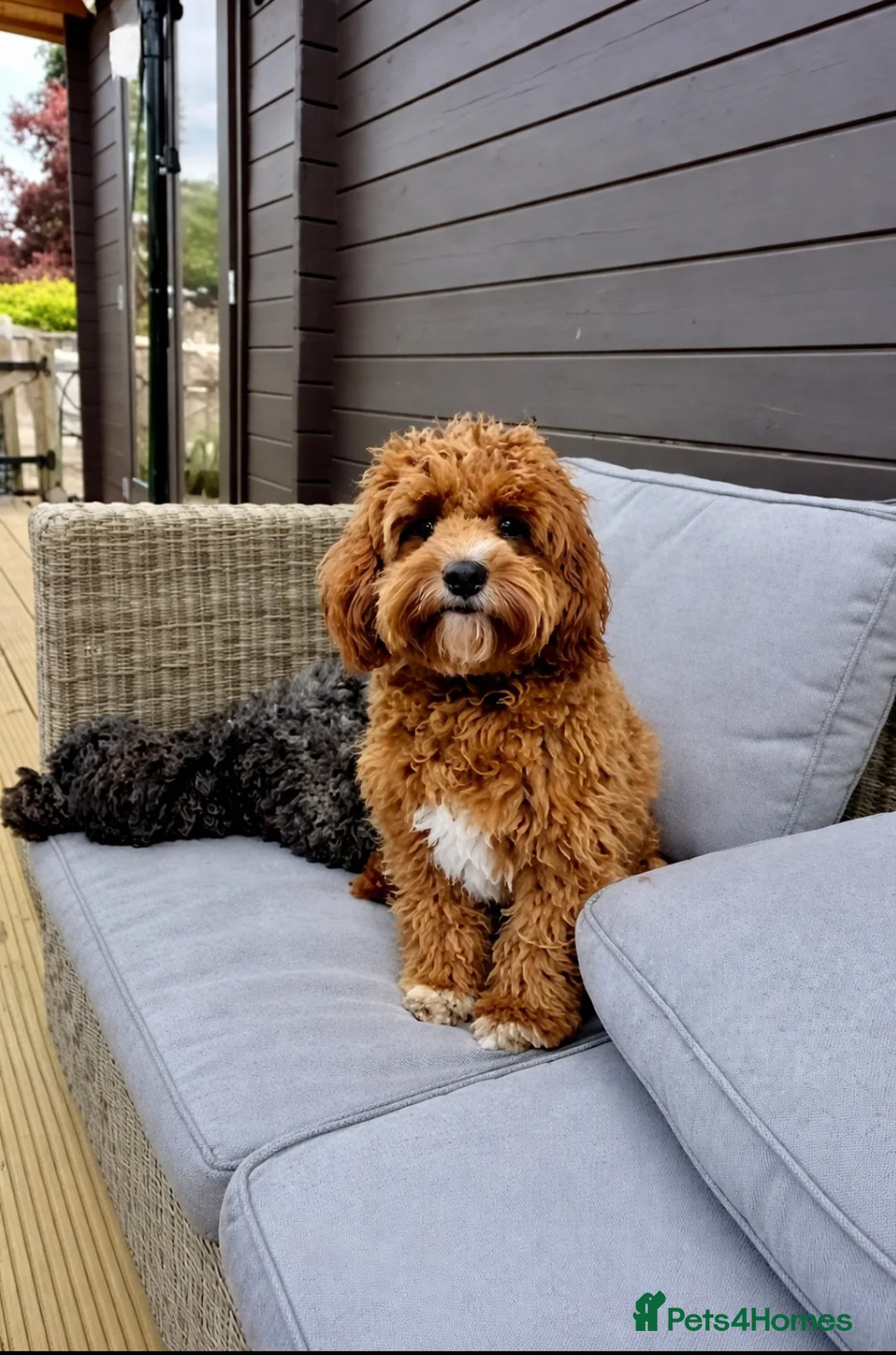Cavapoo dogs for sale: ⭐⭐⭐⭐⭐ Adorable cavapoo puppies  - Advert 8