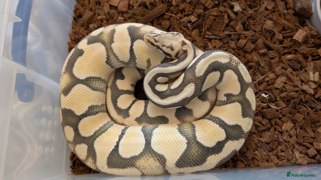 Boa Snake reptiles for sale: Firefly Desert Ghost Ball Python  - Advert 1