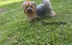 Yorkshire Terrier dogs for sale: Absolutely adorable mini yorkie puppies  - Image 9