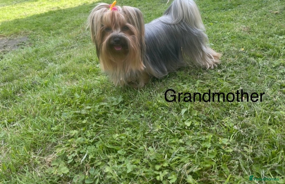 Yorkshire Terrier dogs for sale: Absolutely adorable mini yorkie puppies  - Image 9