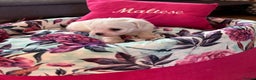 Maltese dogs for sale:  Beautiful maltese - Advert 24