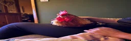 Chickens poultry for sale: rooster  - Advert 3