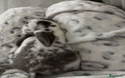 English Spot rabbits for sale: 7 week English Spot / with Dutch in her aswell . - Image 3