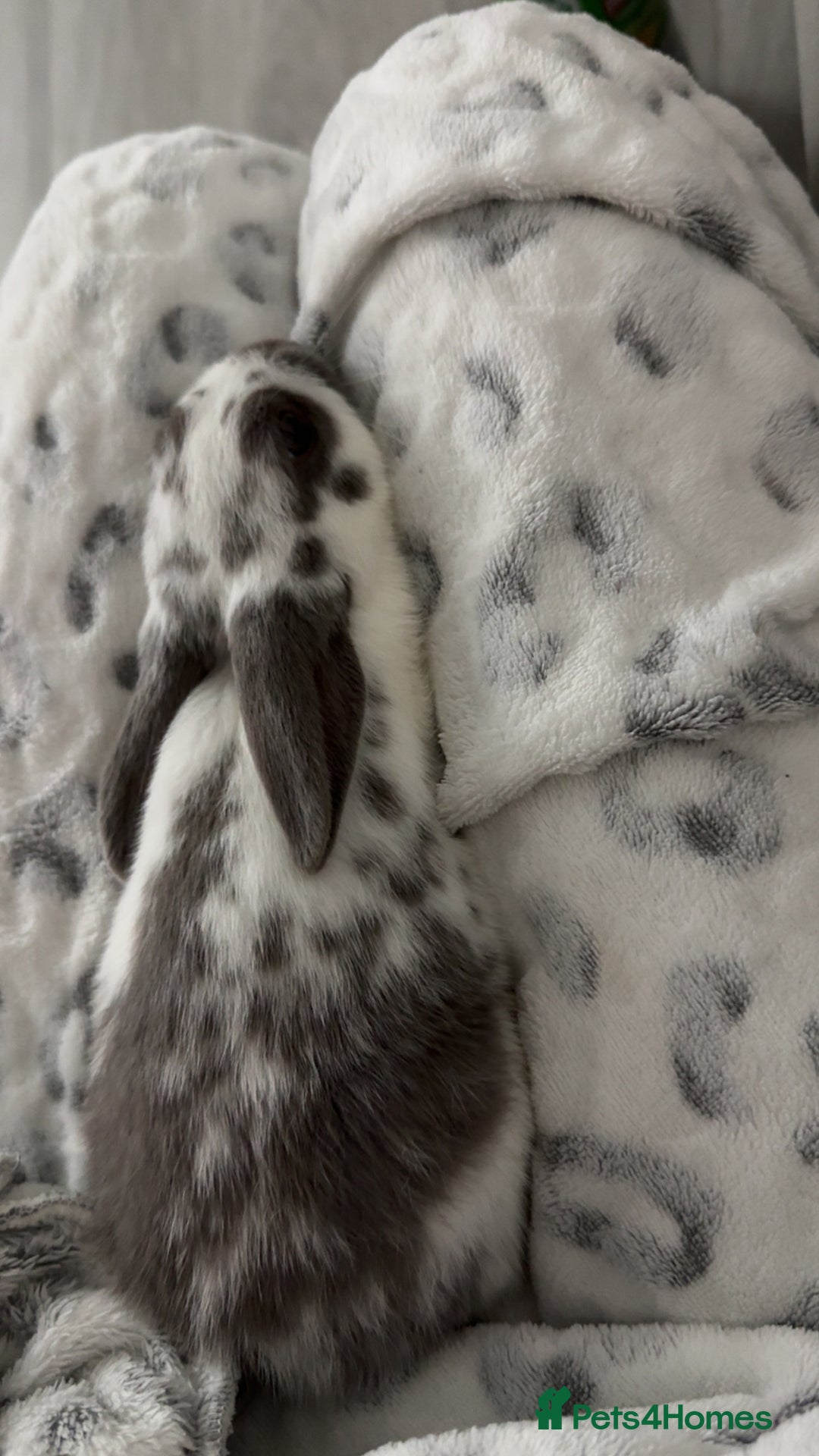 English Spot rabbits for sale: 7 week English Spot / with Dutch in her aswell . - Image 3