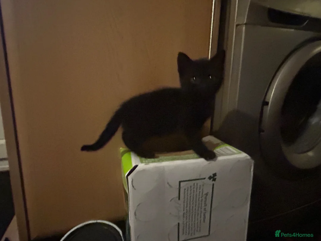 Mixed Breed cats for sale: 2 Beautiful kittens left!  - Advert 2