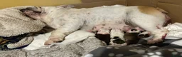 English Bulldog dogs for sale: Exceptional KC Registered Bulldog puppies - Advert 1