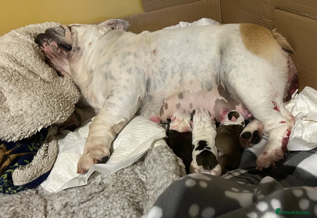 English Bulldog dogs for sale: Exceptional KC Registered Bulldog puppies - Advert 1