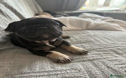 French Bulldog dogs for sale: 2 female French bulldog - ready soon  - Image 8