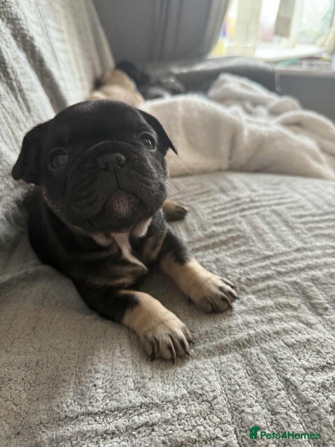 French Bulldog dogs for sale: 2 female French bulldog - ready soon  - Image 8