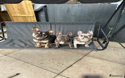 French Bulldog dogs for sale: Beautiful frenchies  - Advert 4
