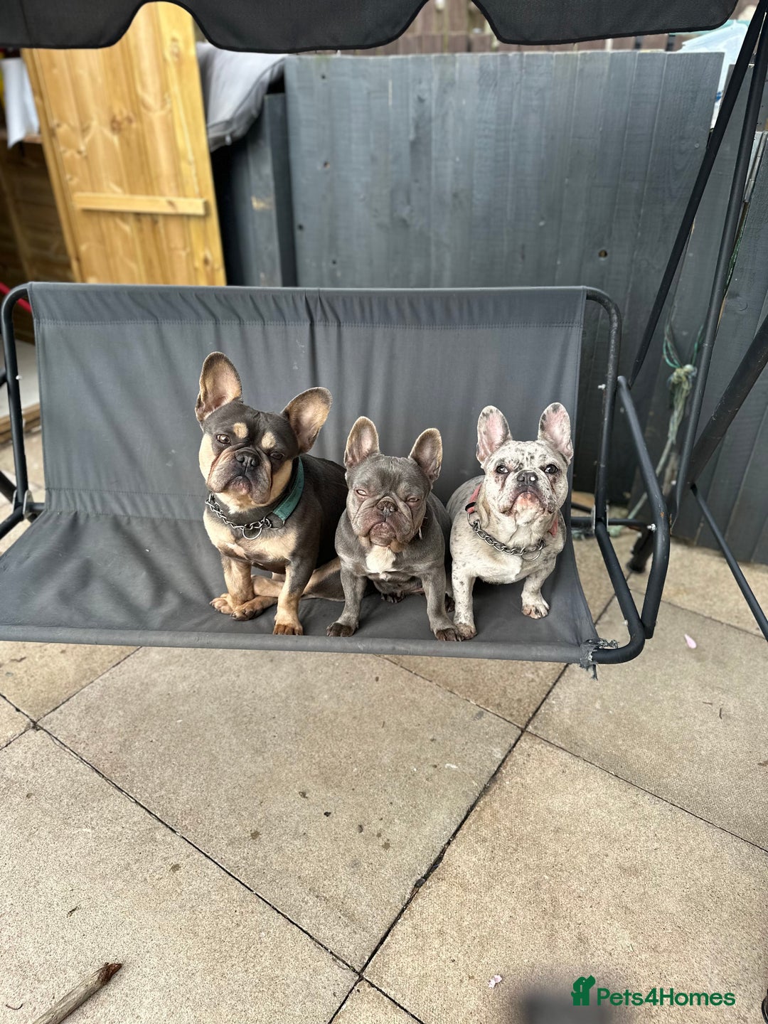 French Bulldog dogs for sale: Beautiful frenchies  - Advert 4