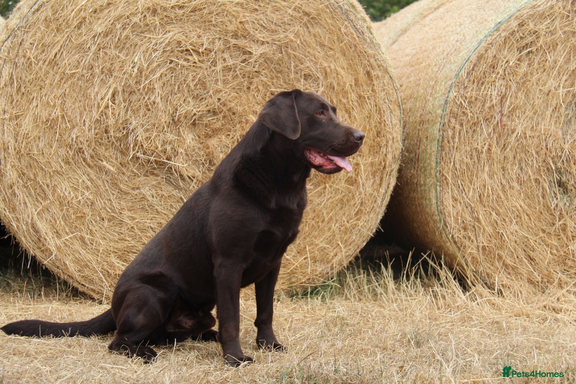 Labrador Retriever dogs KC fully tested Choc Labrador Stud - Advert 2