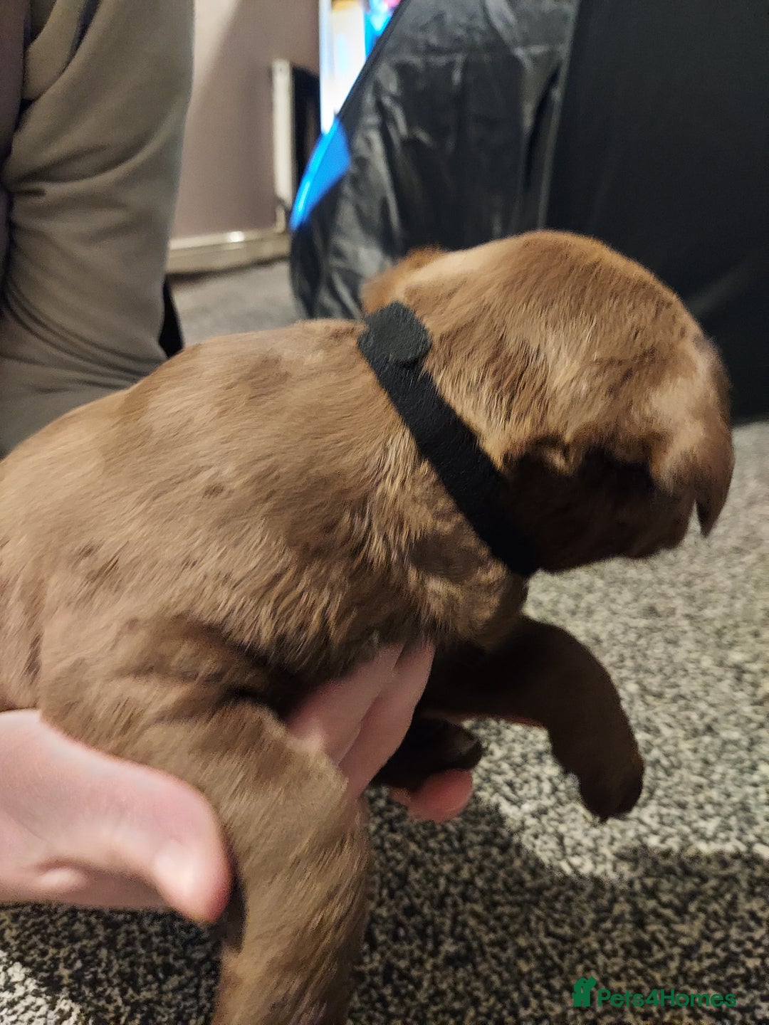 Mixed Breed dogs for sale: Mixed labrador  - Advert 14