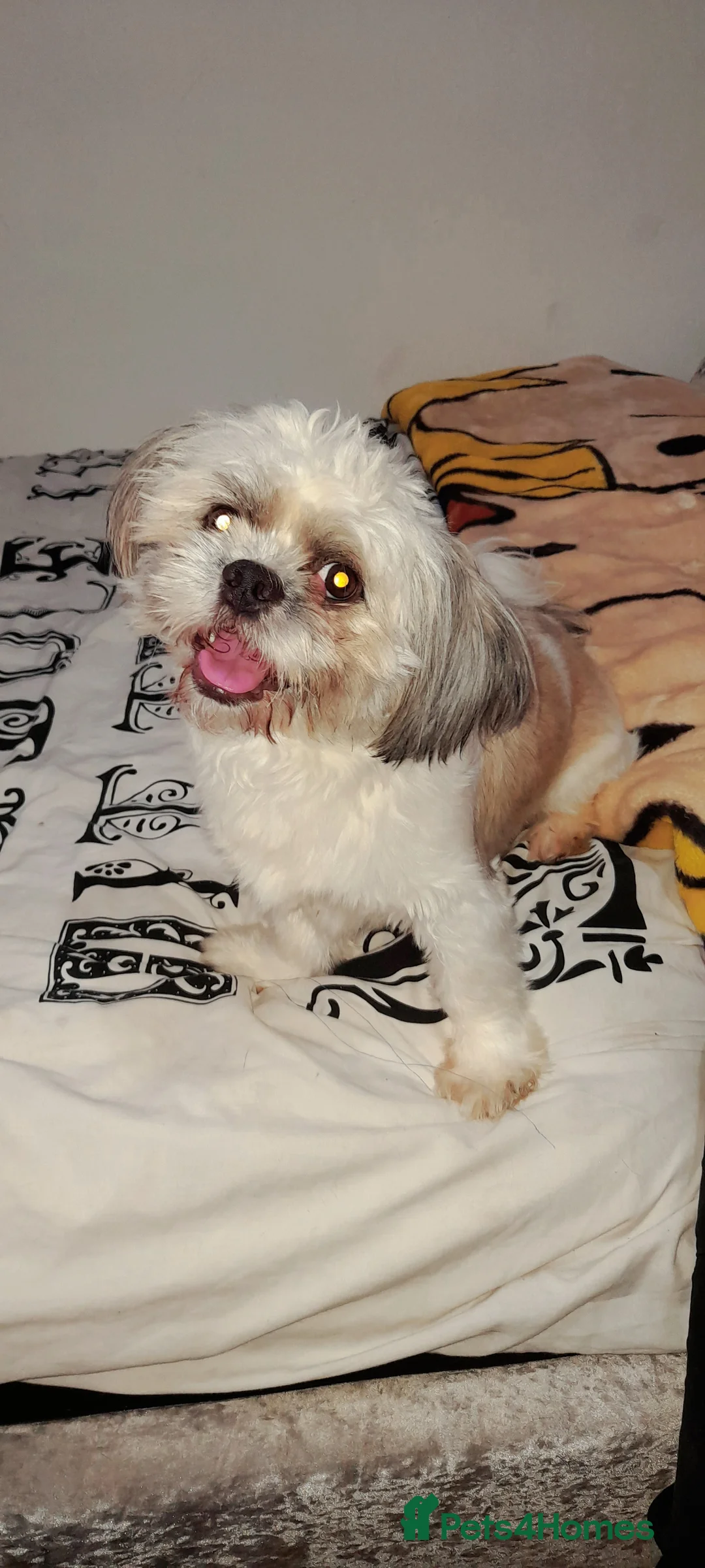 Shih Tzu dogs for stud: Shih tzu stud in Tipton - Advert 6