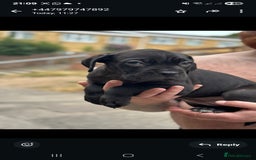 Cane Corso dogs for sale: Last 3 of the 10 cane cane corso puppys left  - Image 6