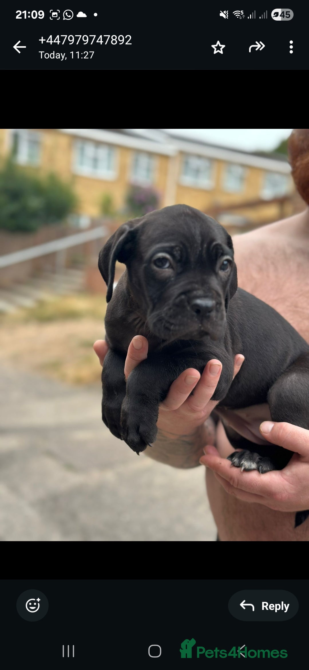 Cane Corso dogs for sale: Last 3 of the 10 cane cane corso puppys left  - Image 6