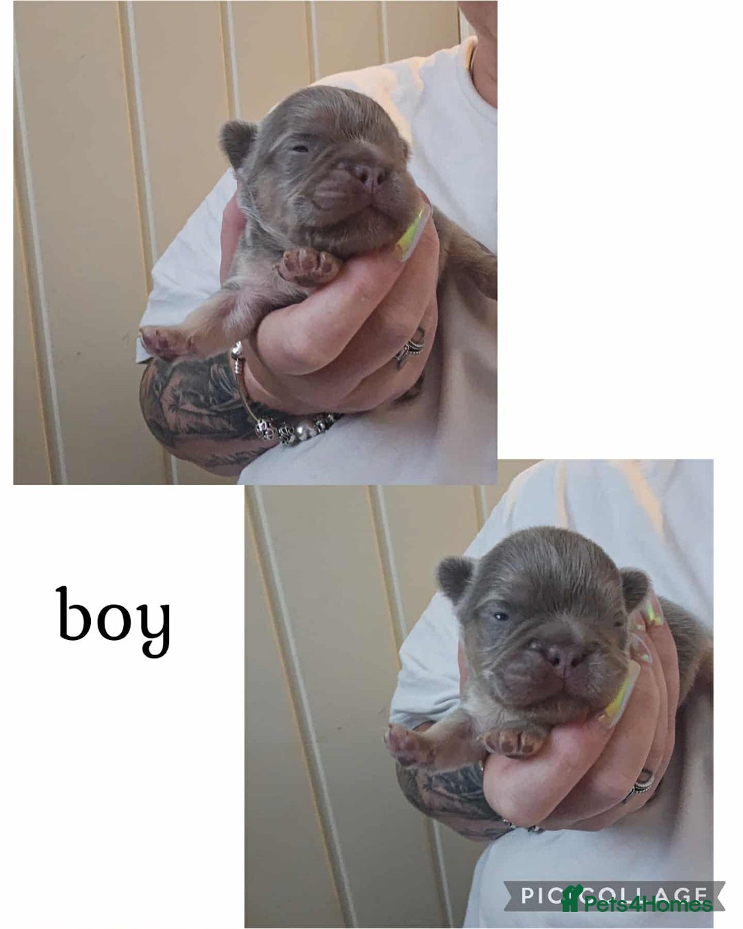 French Bulldog dogs for sale: Visual fluffy French bulldogs  - Image 7