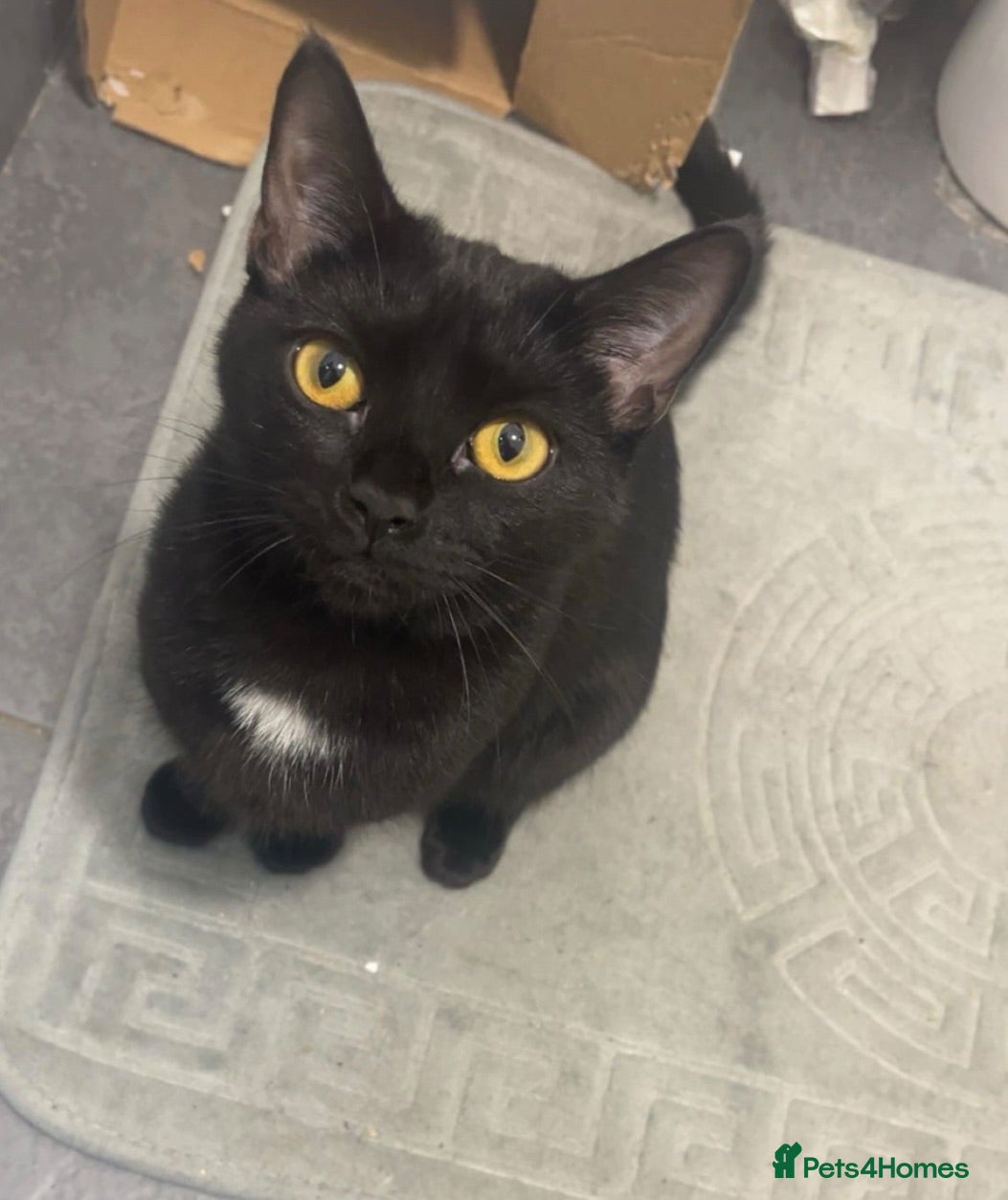Mixed Breed cats 2 Bonded Female Cats, Koko and Star - Advert 1