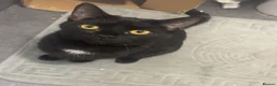Mixed Breed cats for sale: 2 Bonded Female Cats, Koko and Star - Advert 1