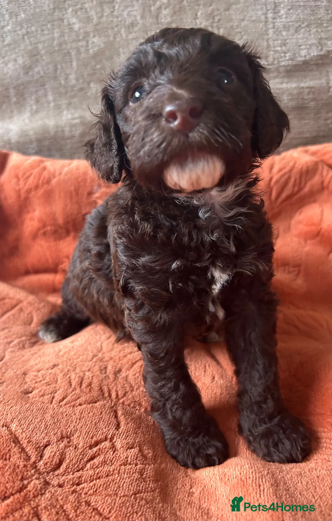 Cockapoo dogs for sale: F1b Toy cockapoo , chocolate and chocolate Merle  - Advert 2