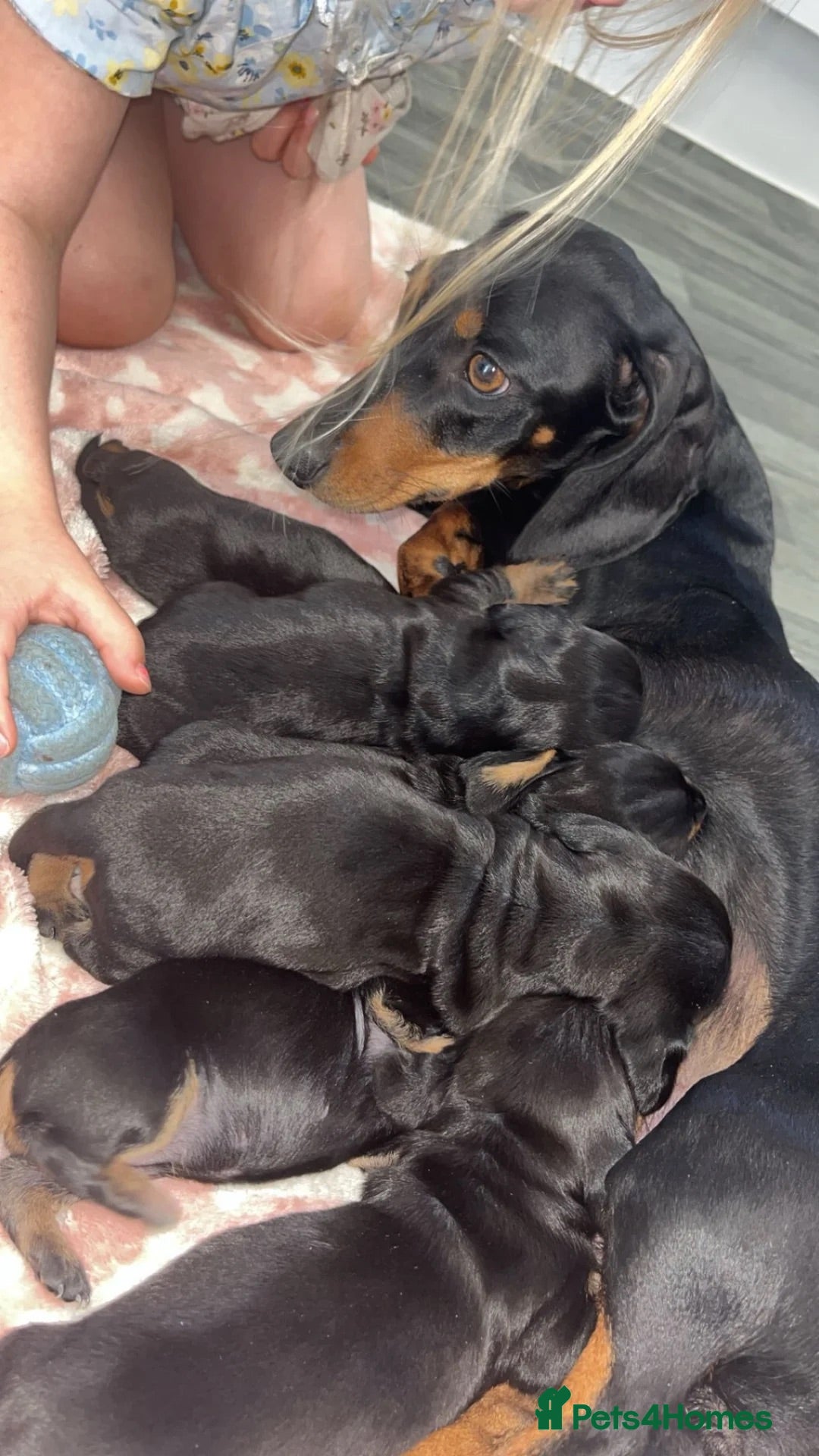 Miniature Dachshund dogs 10 Week Old Male Dachshund - Advert 16