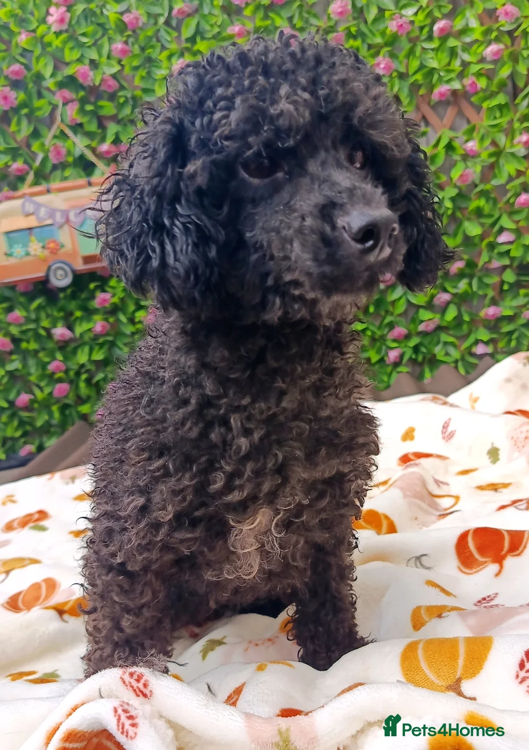Toy Poodle dogs for sale: BLACK TOY POODLE FEMALE 3 KG TINY! - Advert 2