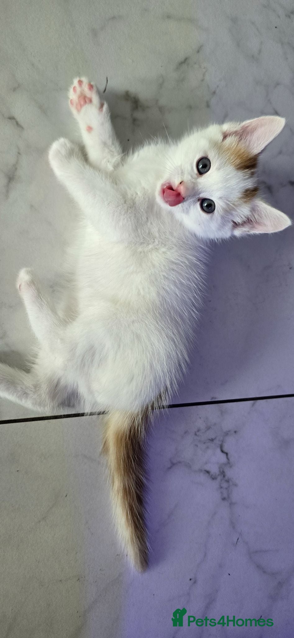 Mixed Breed cats Beautiful Kittens Looking for Their Forever Homes - Advert 1